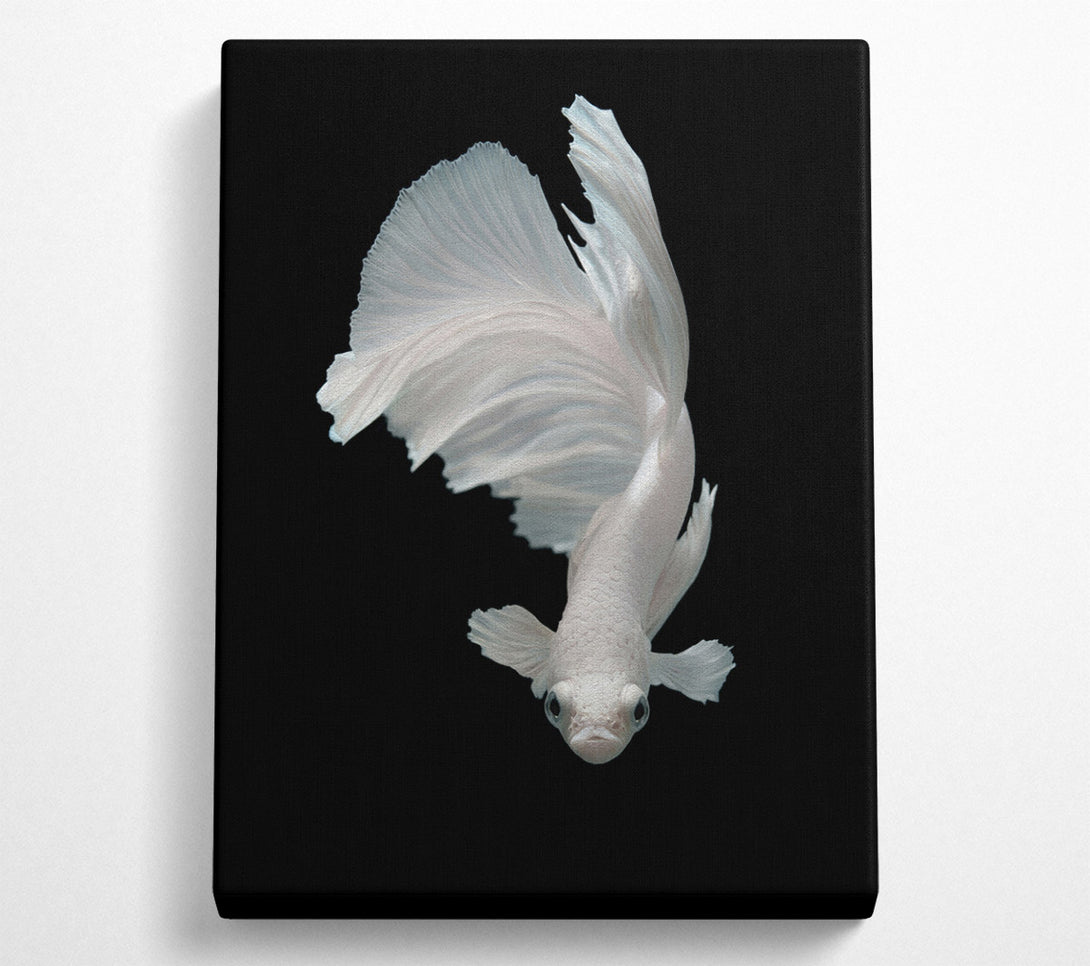  A Canvas Print of Fighter Fish Canvas Wall Art
