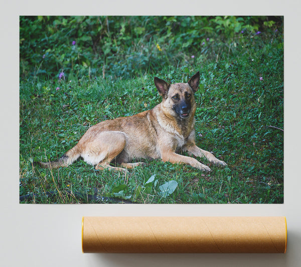 Tan Dog In Green Grass Print