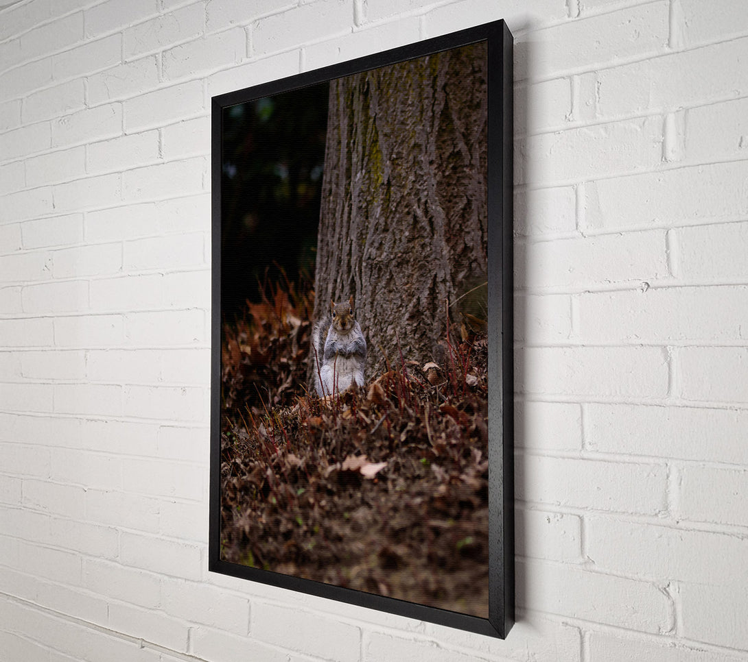  A Canvas Print of Brown Squirrel Watching Canvas Wall Art