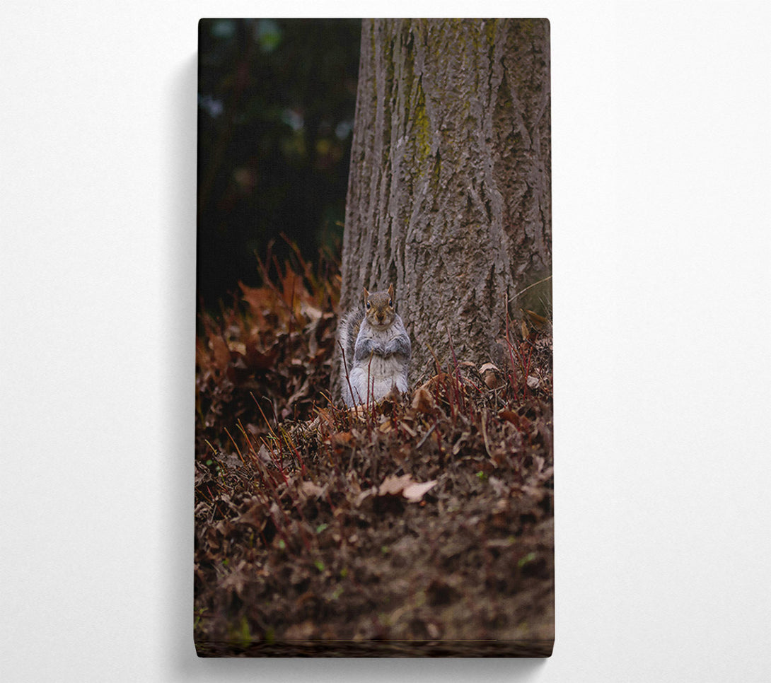 A Canvas Print of Brown Squirrel Watching Canvas Wall Art