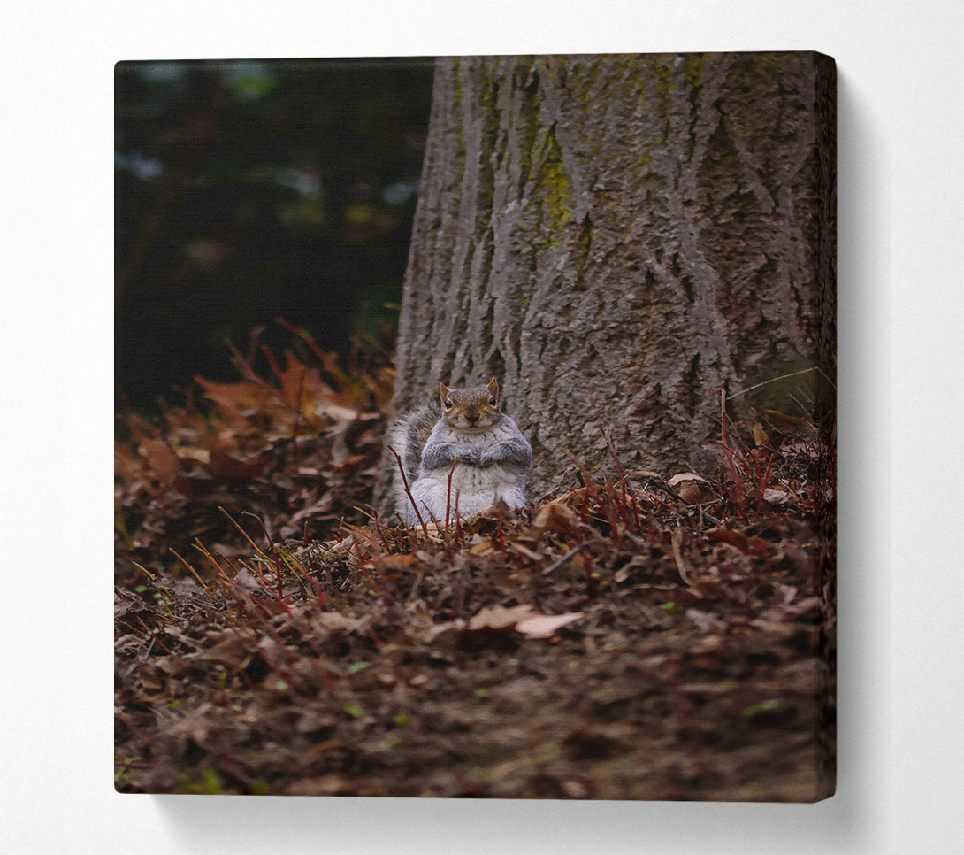  A Canvas Print of Brown Squirrel Watching Canvas Wall Art