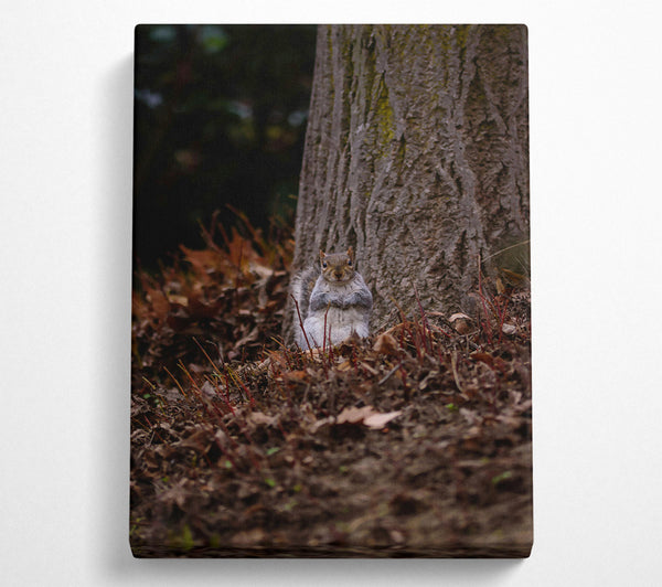  A Canvas Print of Brown Squirrel Watching Canvas Wall Art