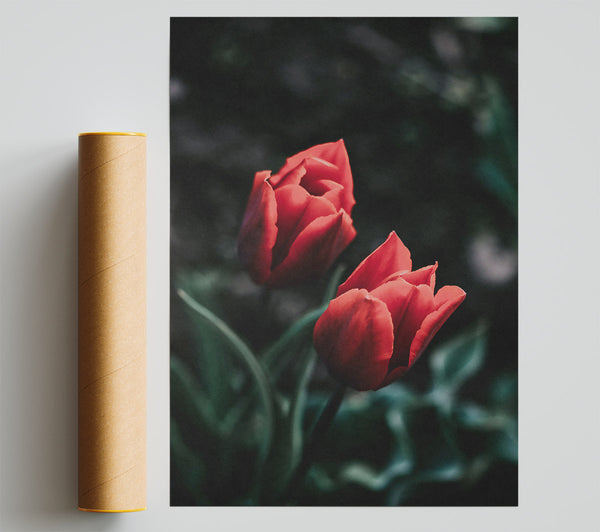 Crimson Bloom In Shadow Print