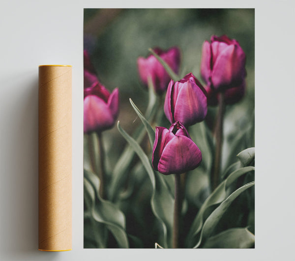 Burgundy Budding Tulips Giclee Print
