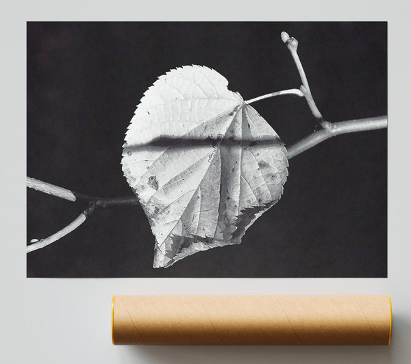 The Silver Leaf'S Shadow Print