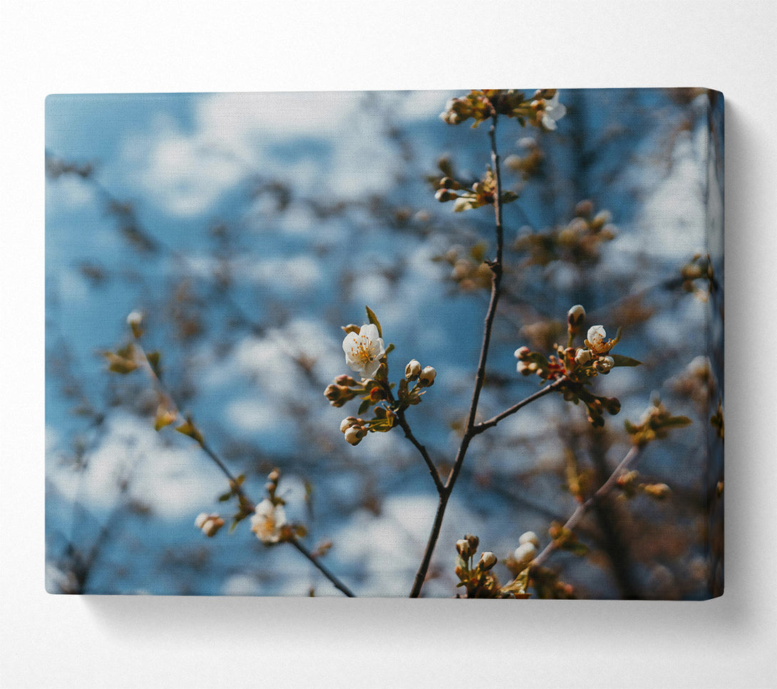  A Canvas Print of Blue Sky Blossoms Canvas Art