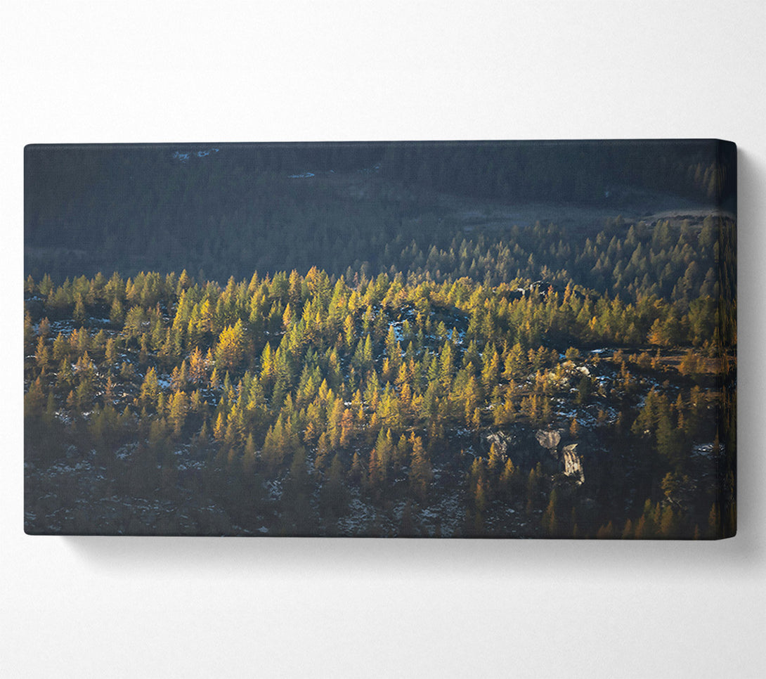  A Canvas Print of Golden Pine Mountainside Canvas Wall Art