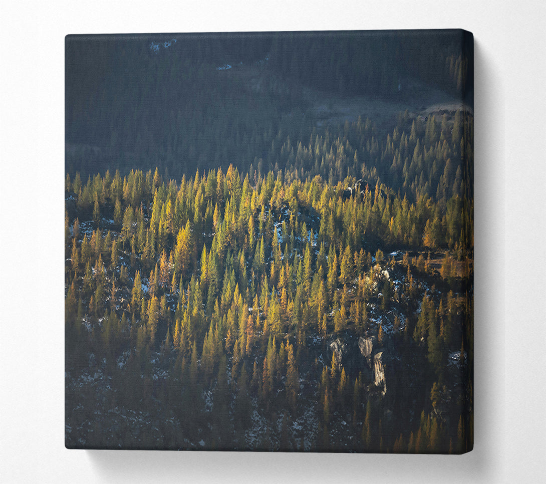  A Canvas Print of Golden Pine Mountainside Canvas Wall Art
