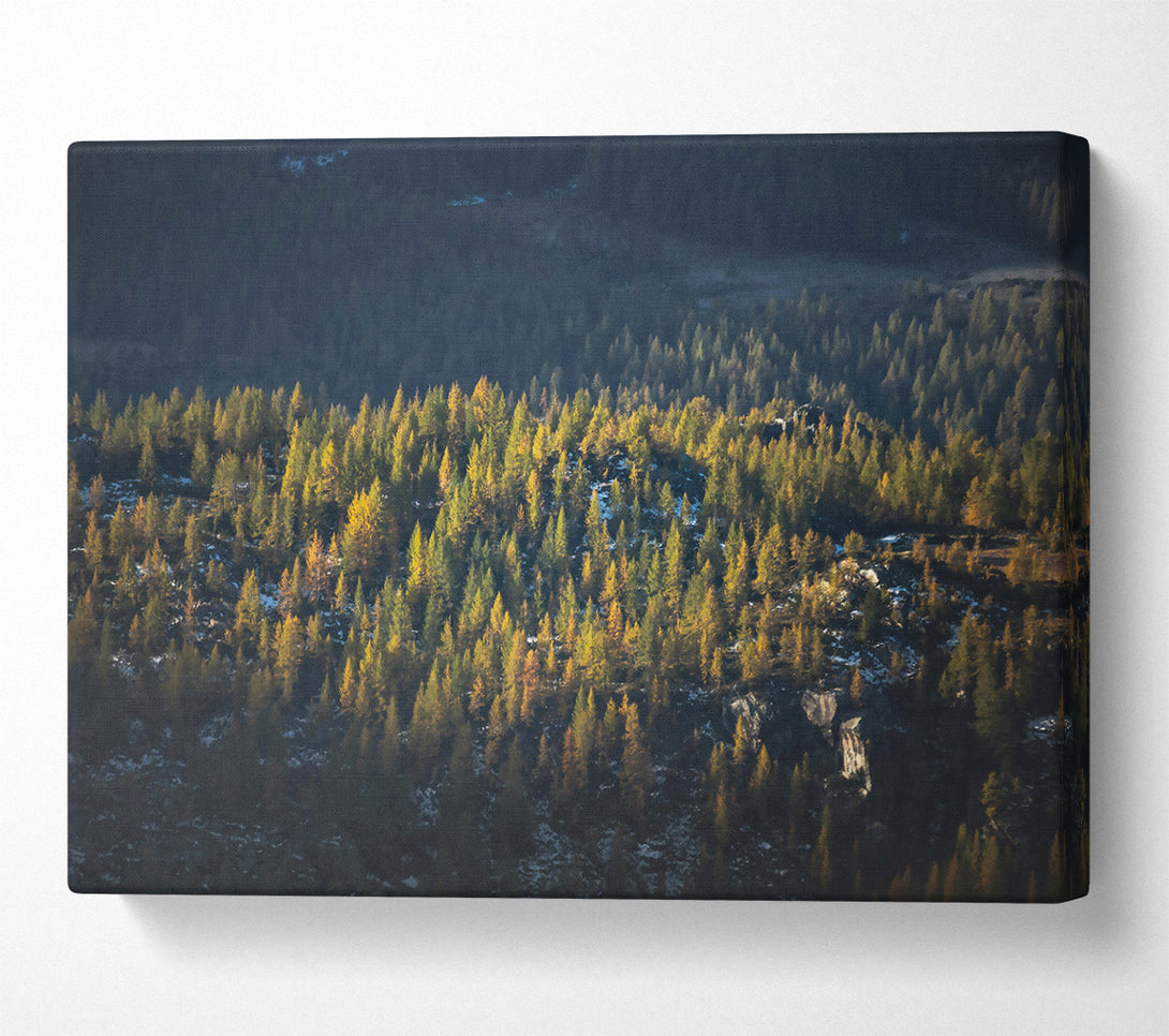  A Canvas Print of Golden Pine Mountainside Canvas Wall Art
