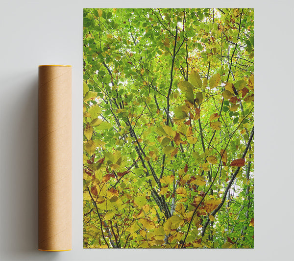 Golden Green Canopy Giclee Print