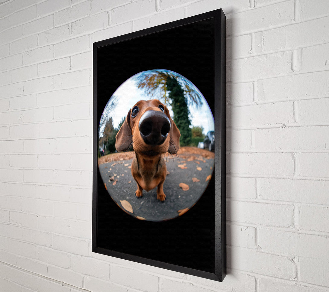  A Canvas Print of Fish Eye Pooch Canvas Print
