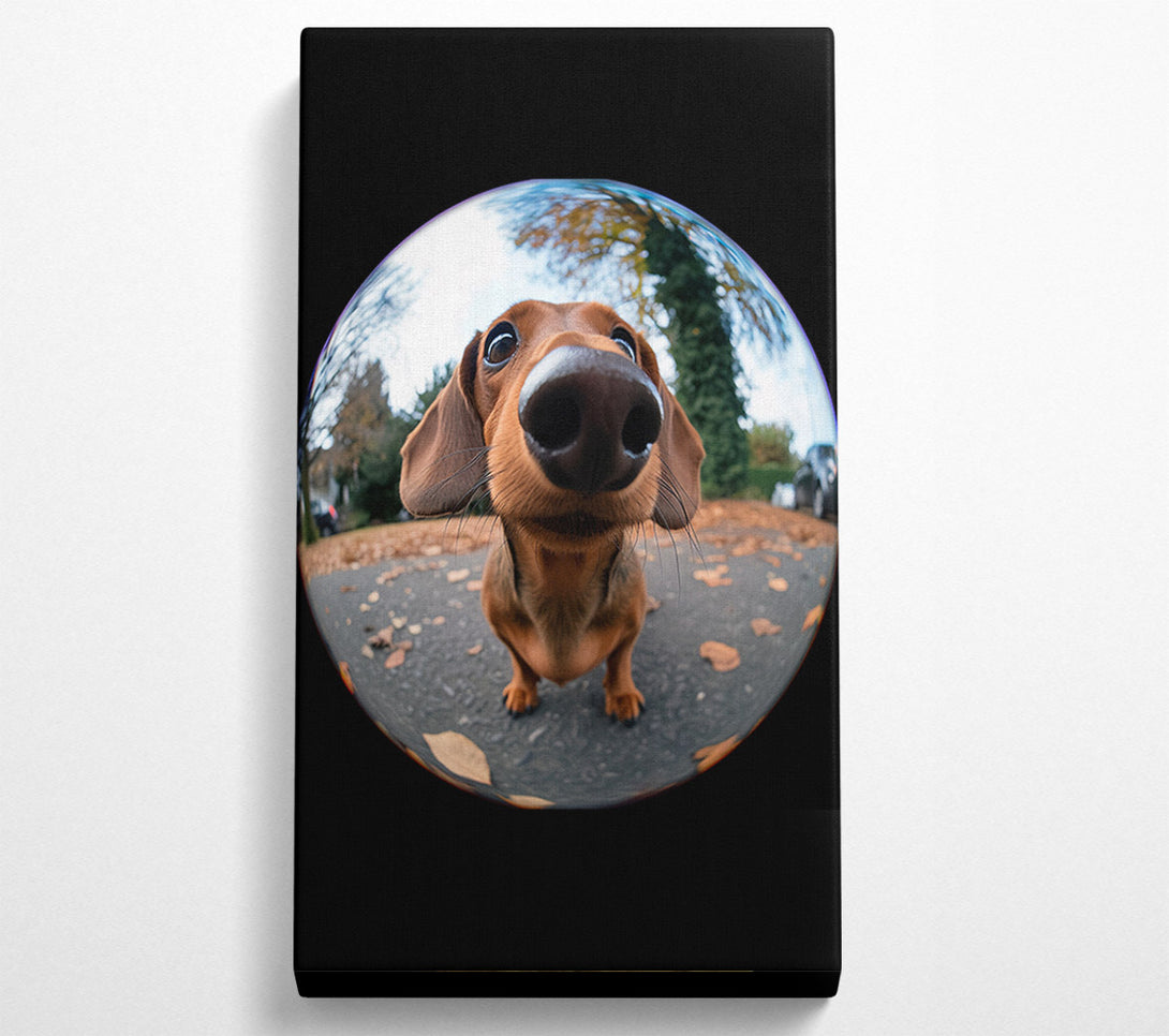  A Canvas Print of Fish Eye Pooch Canvas Print