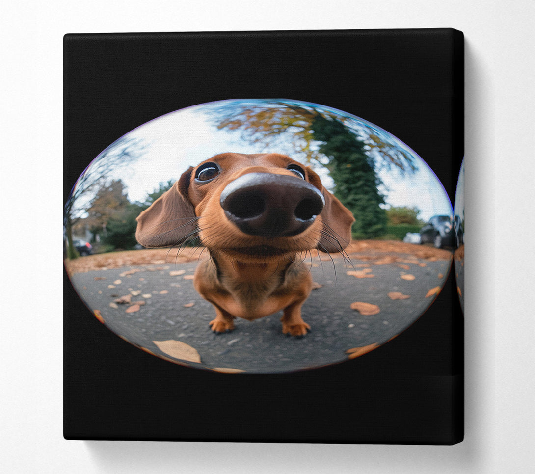  A Canvas Print of Fish Eye Pooch Canvas Print
