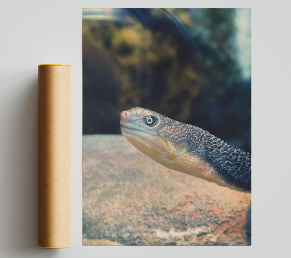 Blue Turtle'S Gaze Poster