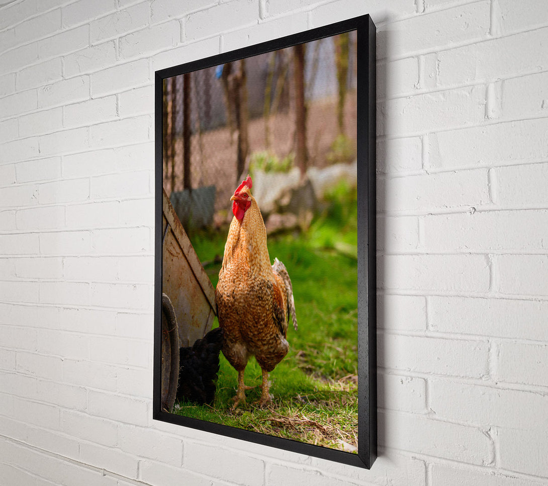  A Canvas Print of Golden Rooster In Grass Canvas Print