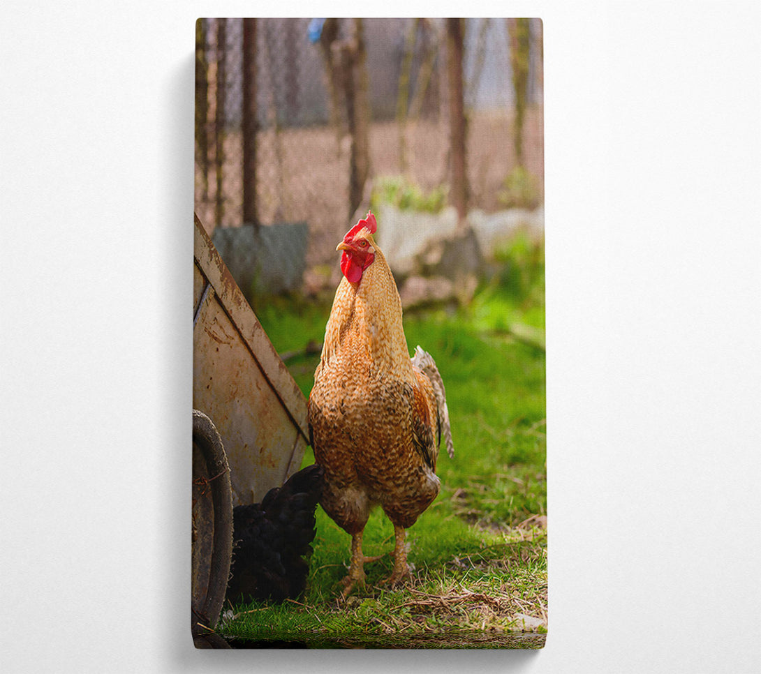  A Canvas Print of Golden Rooster In Grass Canvas Print