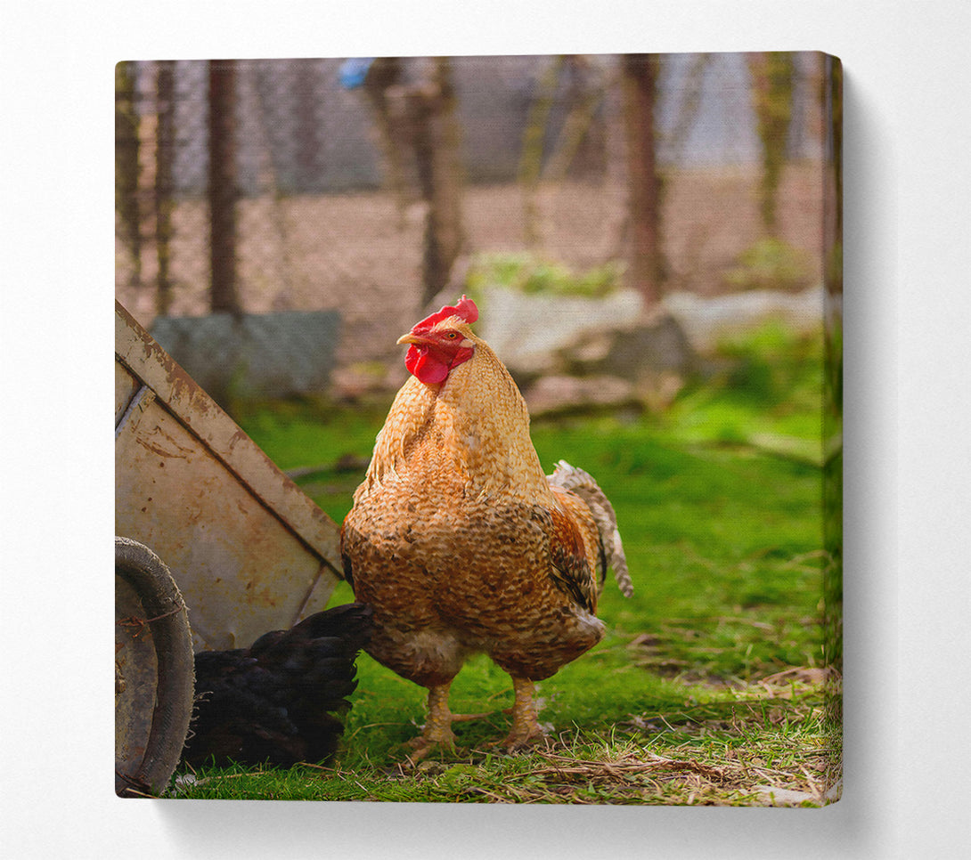  A Canvas Print of Golden Rooster In Grass Canvas Print
