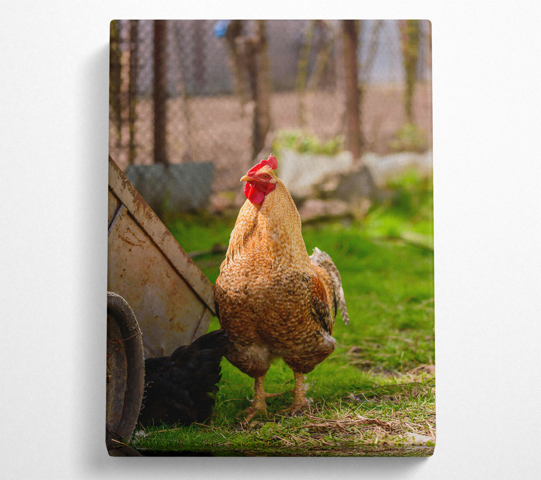  A Canvas Print of Golden Rooster In Grass Canvas Print