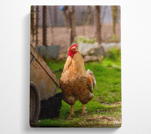 A Canvas Print of Golden Rooster In Grass Canvas Print