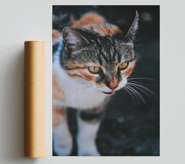 Golden Eyes In Grey Giclee Print