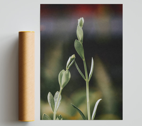 Green Stems Reaching Up Poster