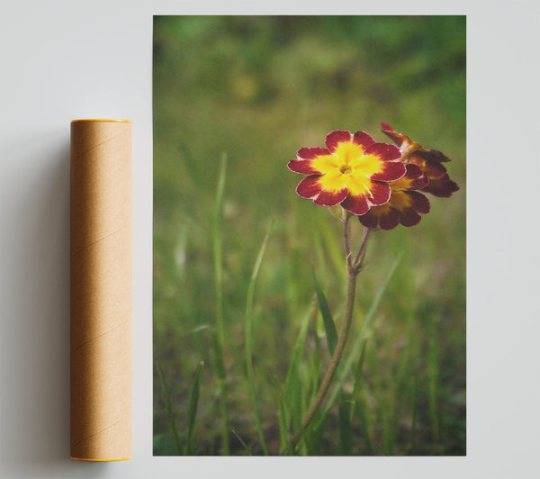 Crimson Yellow Bloom Print