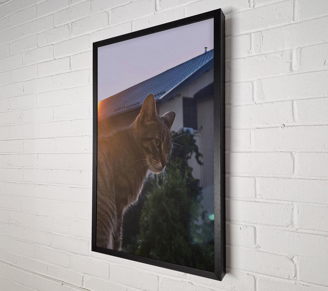  A Canvas Print of Golden Hour Feline Canvas Art