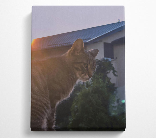  A Canvas Print of Golden Hour Feline Canvas Art
