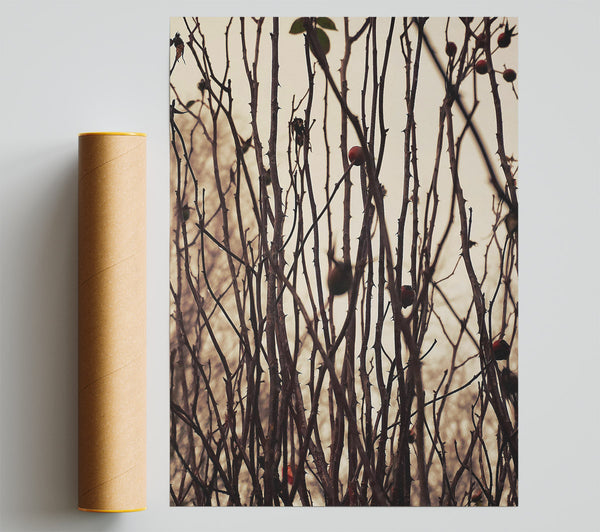 Autumn Red Thorns Giclee Print