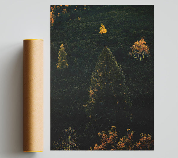 Golden Light In The Woods Poster
