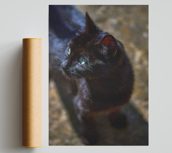 Black Cat'S Gaze Print