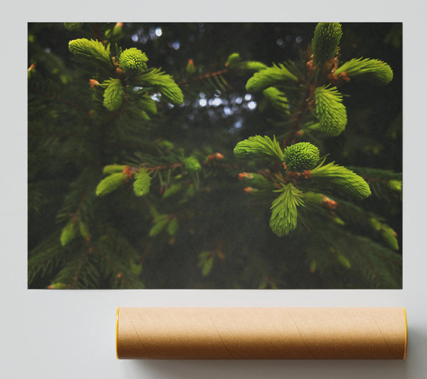 Emerald Pine Sprigs Giclee Print