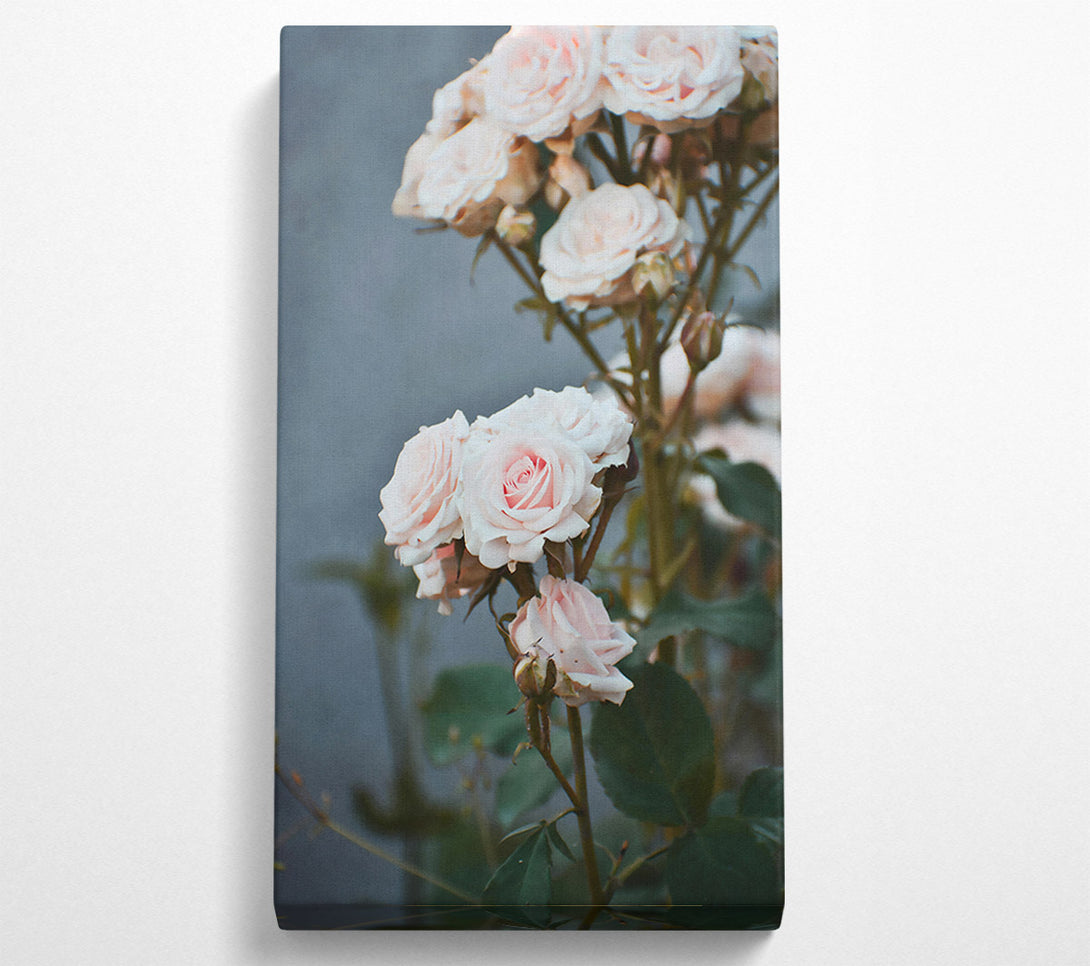  A Canvas Print of Blushing Pink Roses Canvas Print