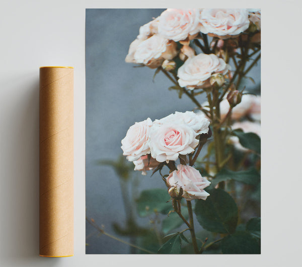 Blushing Pink Roses Poster