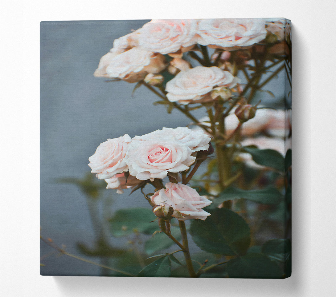  A Canvas Print of Blushing Pink Roses Canvas Print