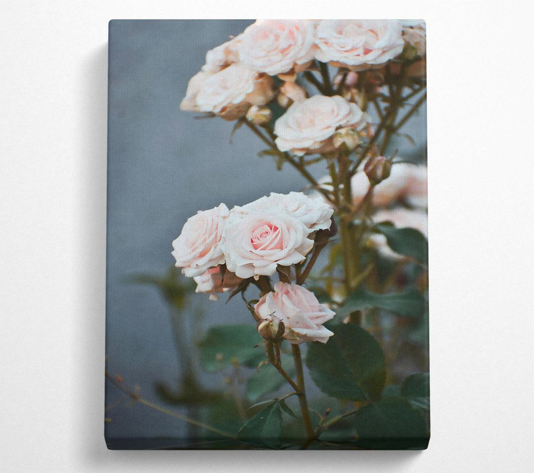  A Canvas Print of Blushing Pink Roses Canvas Print