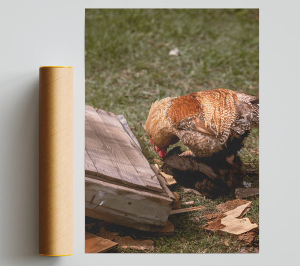 Golden Rooster'S Embrace Poster