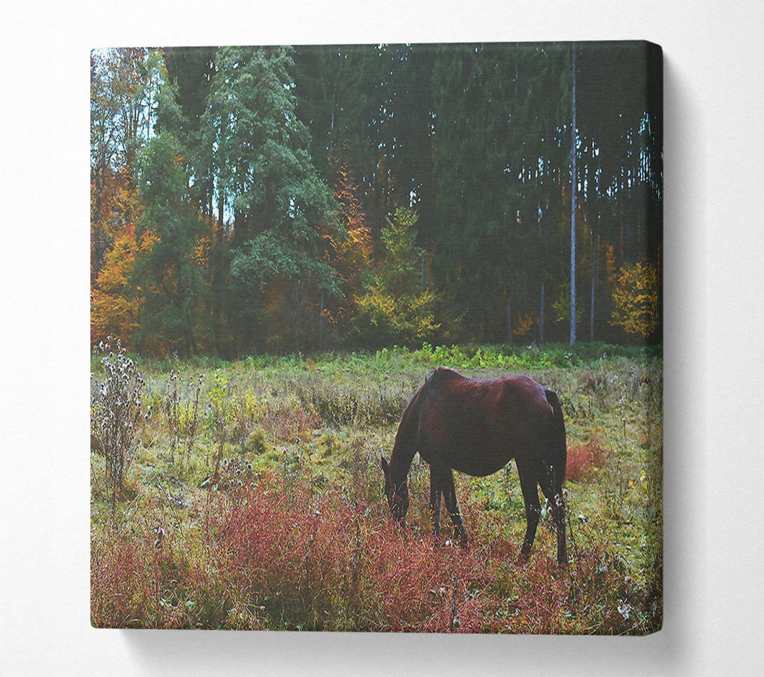  A Canvas Print of Brown Horse In The Woods Canvas Art