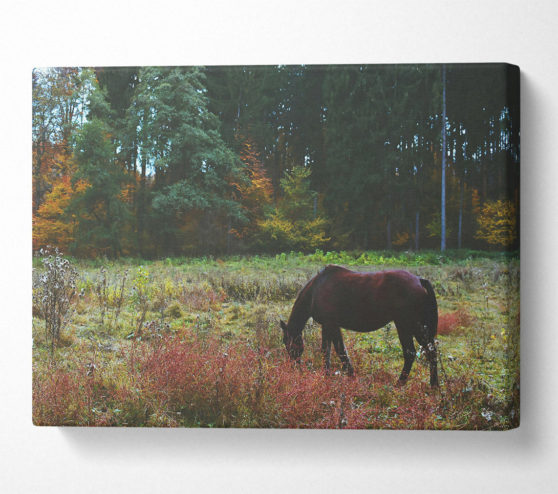  A Canvas Print of Brown Horse In The Woods Canvas Art