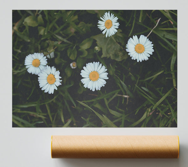 White Daisies In Green Grass Print