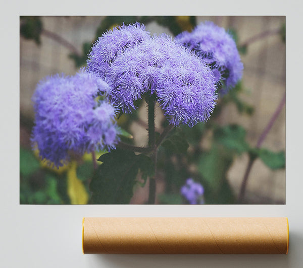 Lavender Bloom Burst Poster