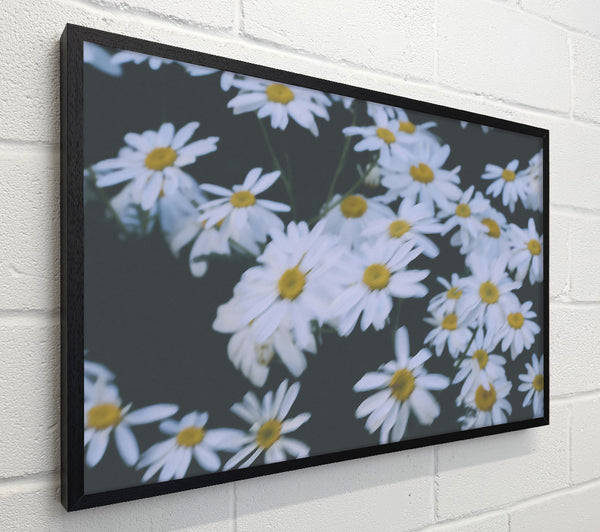 White Daisies In Bloom