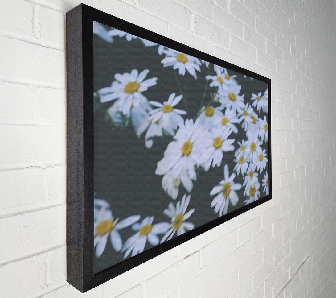  A Canvas Print of White Daisies In Bloom Canvas Wall Art