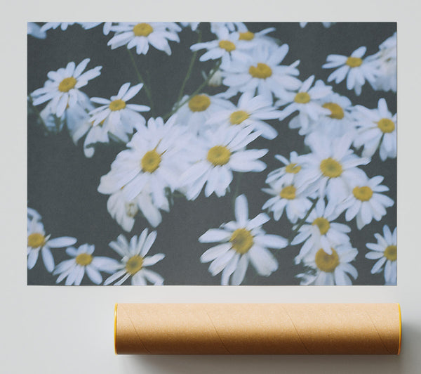 White Daisies In Bloom Print
