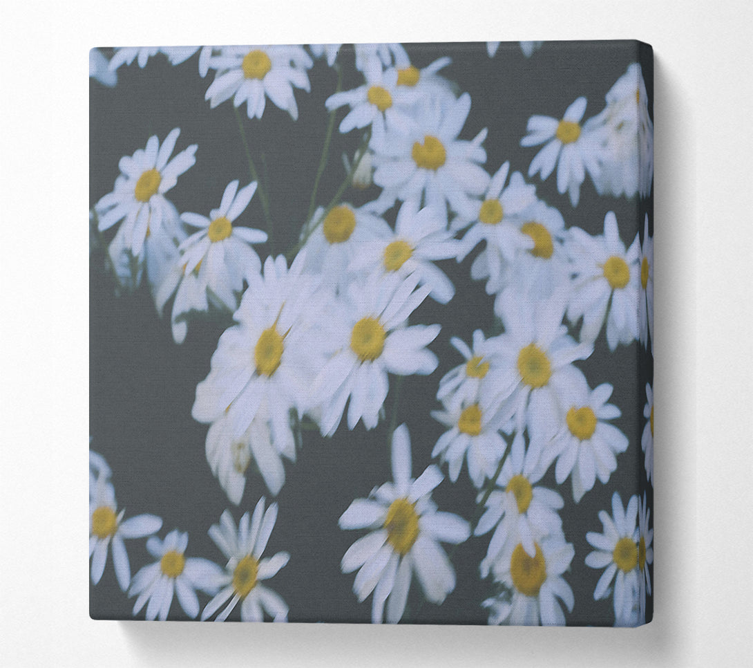  A Canvas Print of White Daisies In Bloom Canvas Wall Art