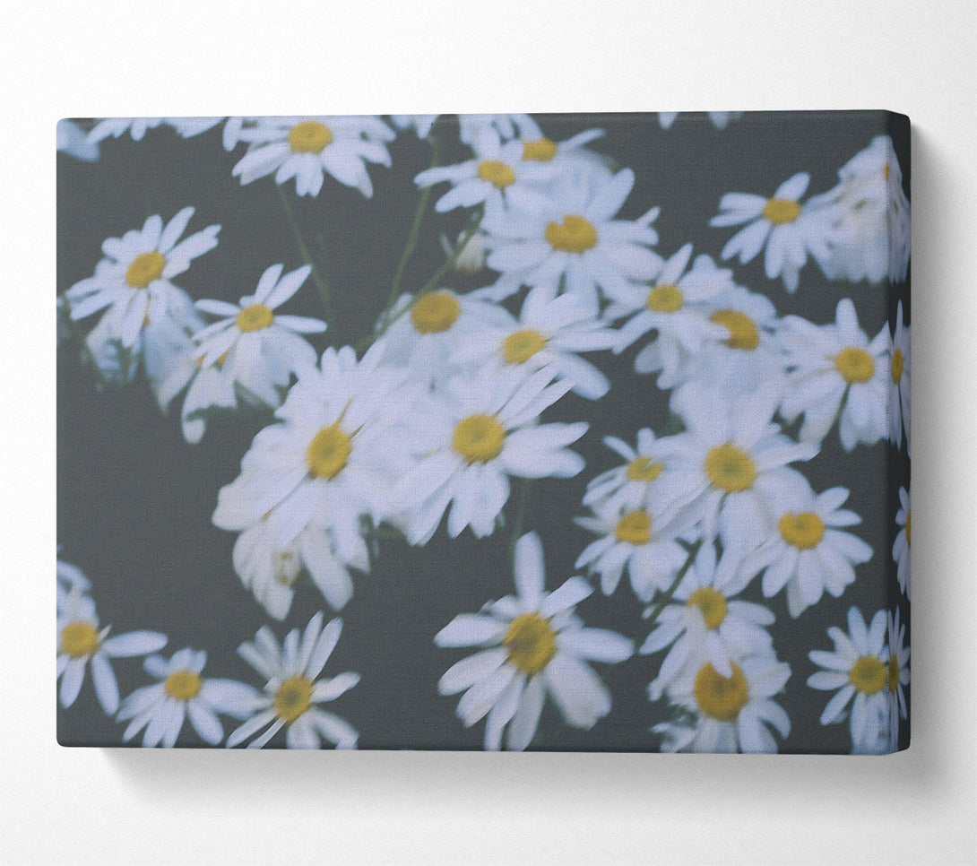  A Canvas Print of White Daisies In Bloom Canvas Wall Art
