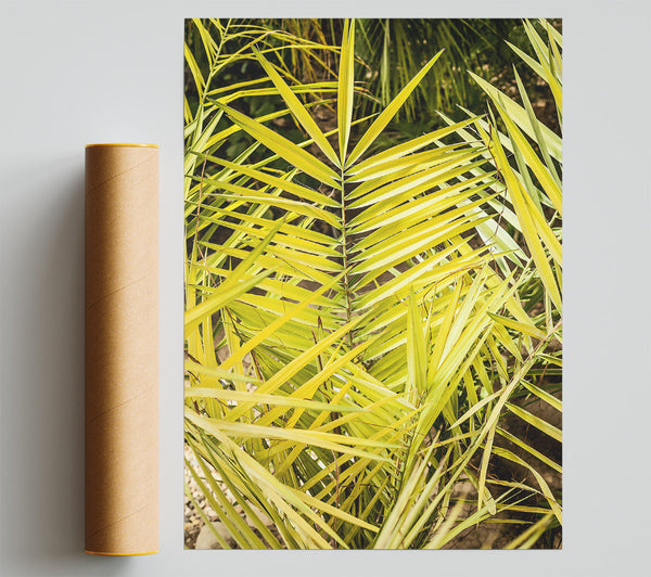 Golden Palm Fronds Poster