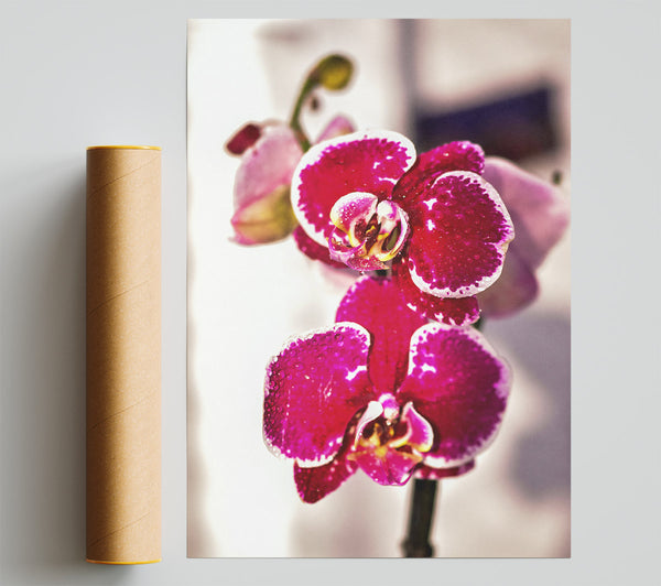 Fuchsia Orchid Bloom Poster