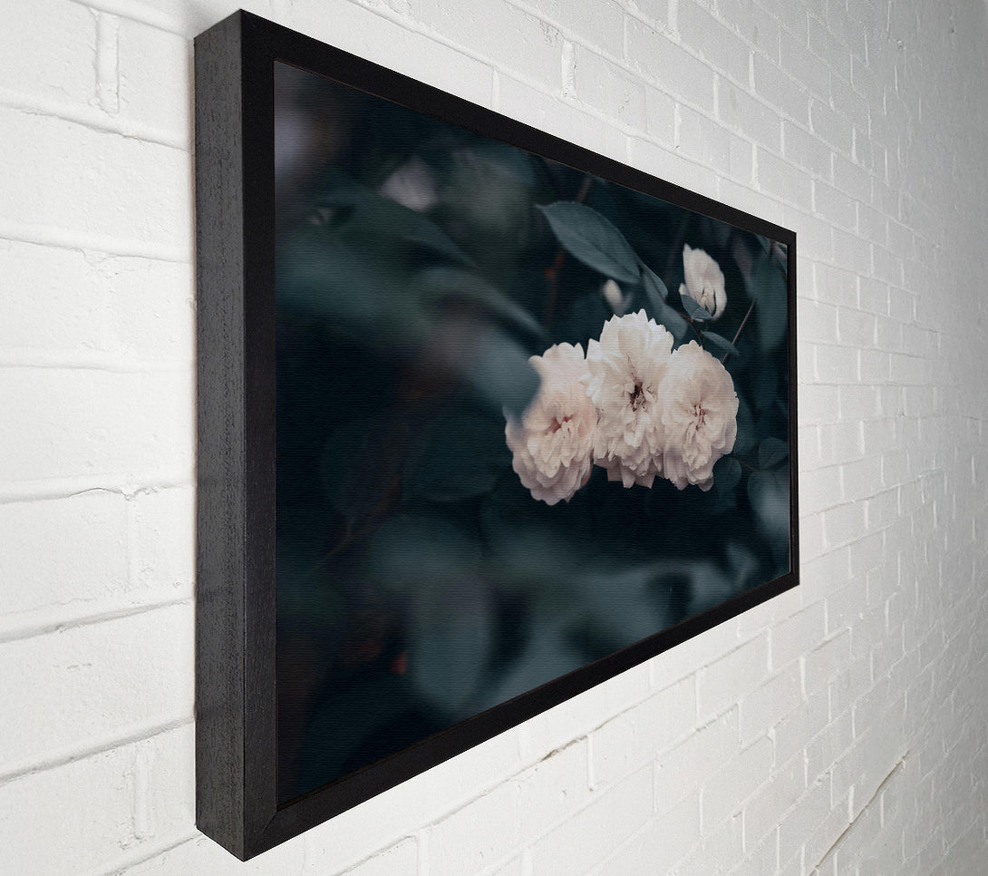  A Canvas Print of Creamy White Blooms Canvas Print