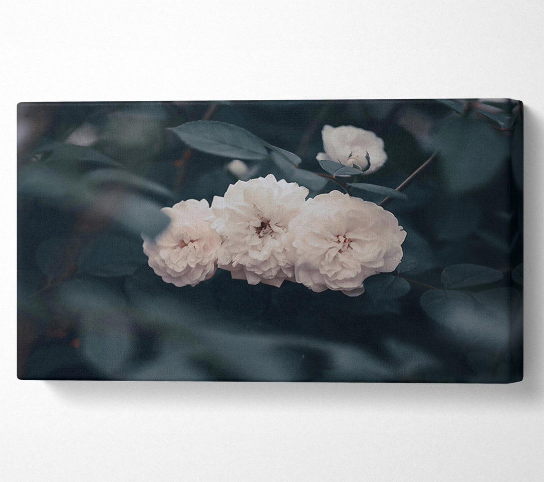  A Canvas Print of Creamy White Blooms Canvas Print